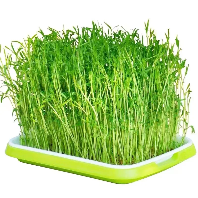 5pcs Double Layer For Bean Sprout Dish Household Soilless Culture Hydroponic Planting Dish Seedling Pot Vegetable Planting