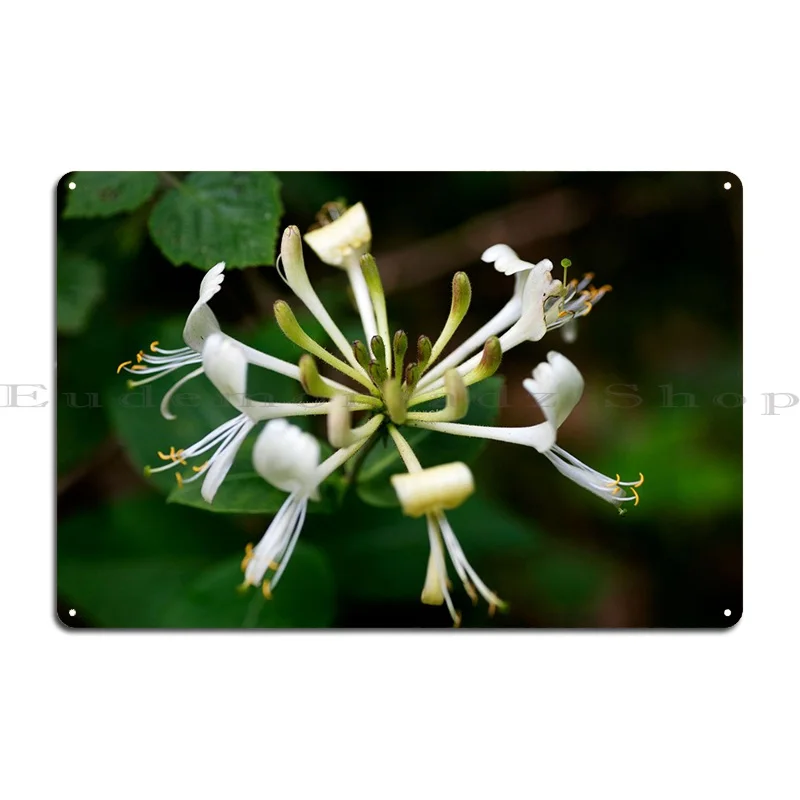 Lonicera Etrusca Santi Metal Sign Garage Wall Decor Plaques Character Classic Tin Sign Poster