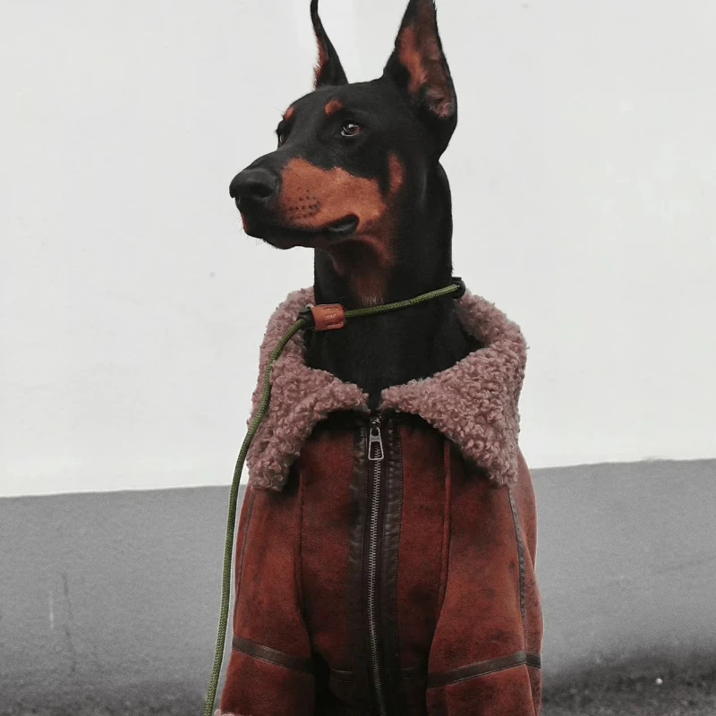 

Winter Large Dogs Fleece-Lined Collared Artificial Personality Velvet Pet Lapel Leather Jacket Golden Fur Edge Grazing Labrador