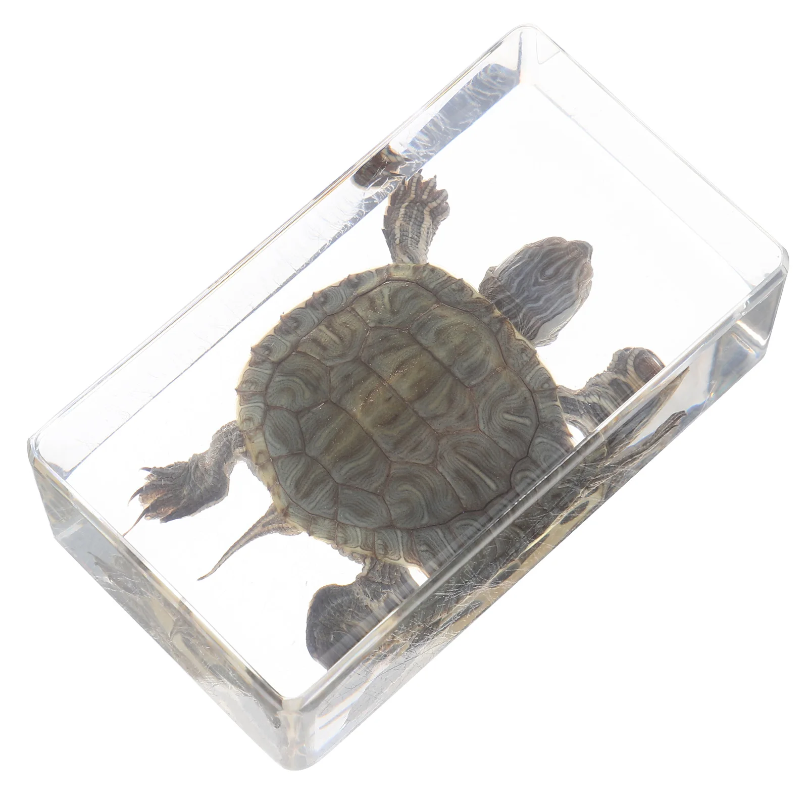 

Stuffed Turtle Specimen Decorative Figure Realistic Resin Material Educational Scientific Cycle TORTOISE Figurine