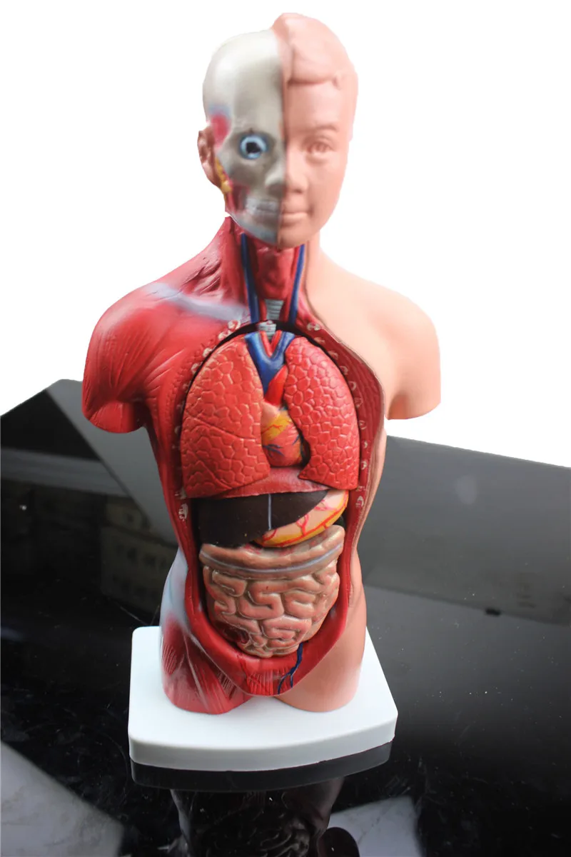 

Medical teaching model 27CM 12part human torso anatomical model human organs visceral muscle model Trunk anatomy model Removable