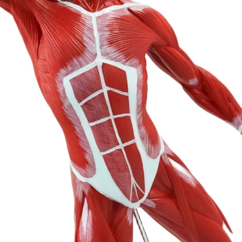 Human Muscle Anatomy Model 50CM Medical Teaching Tools Anatomical Educational Equipment