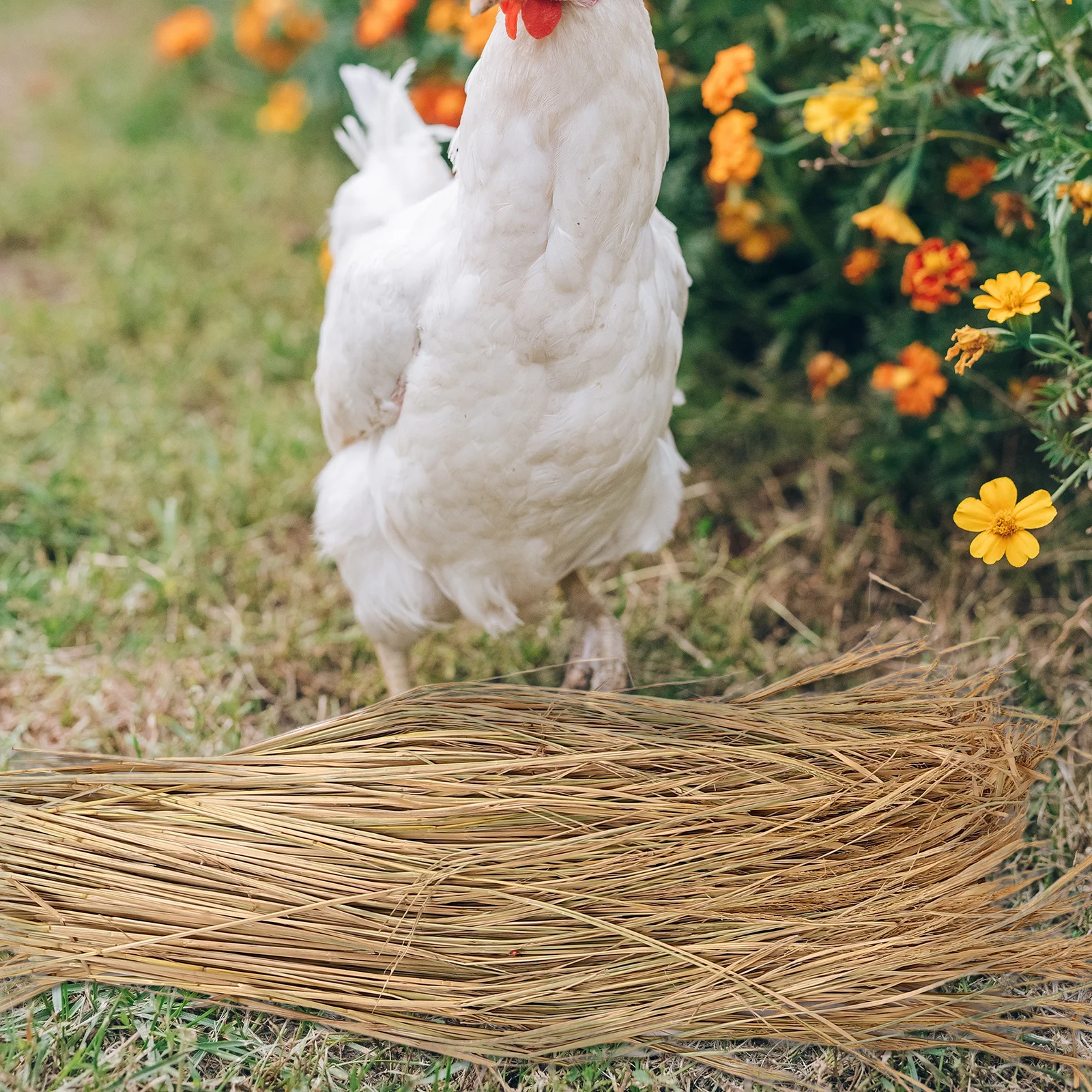 

1Set Natural Straw Chicken Nest Mats Nesting Pads Hen Nest Box Liners Chicken Coop Bedding Suitable for Laying Hens
