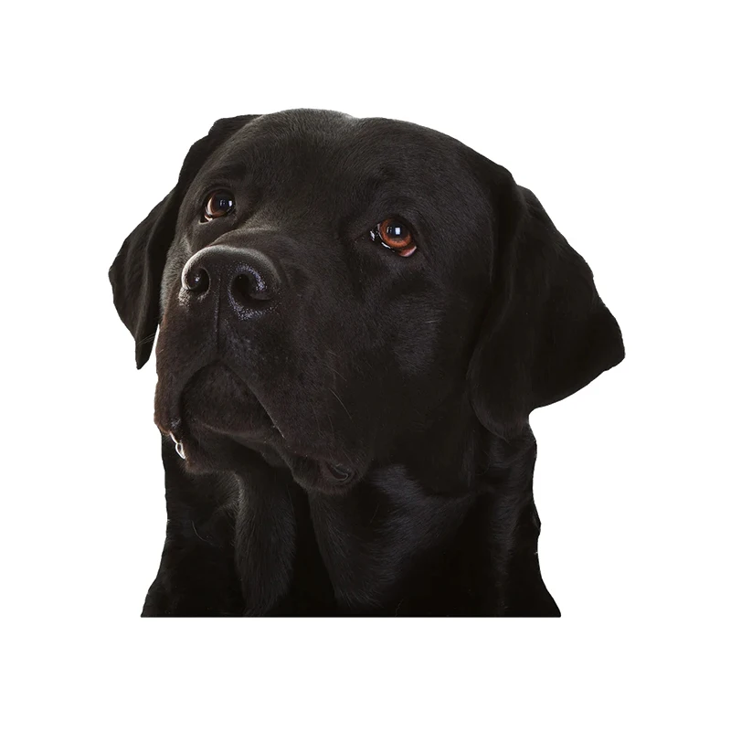 

Автомобильная наклейка, лабрадор, собака, водонепроницаемая виниловая наклейка, автомобильные аксессуары, Декор, наклейка для автомобиля # V1356