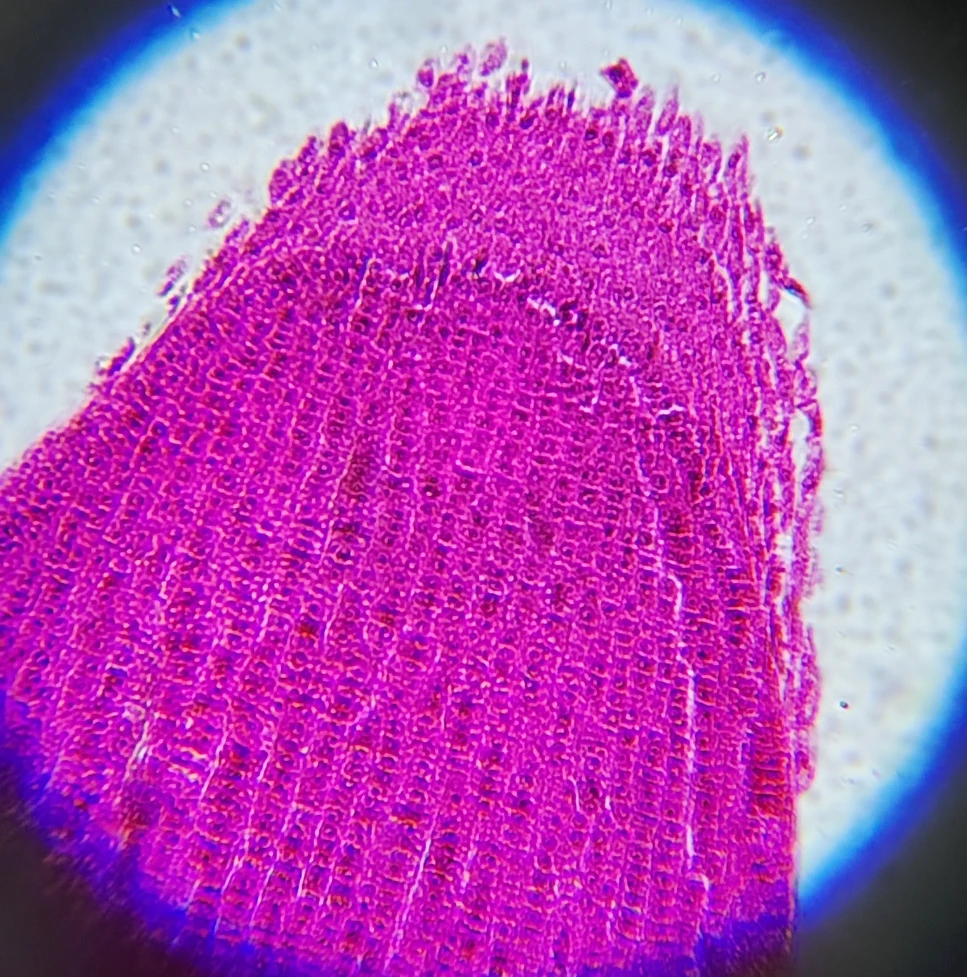 Imagem -03 - Slides Biológicos Microscópio Seção de Amostra de Espécime Plantas Espécime Plantas Animais Fatiamento Permanente para Laboratório Estudantil 100 Pcs