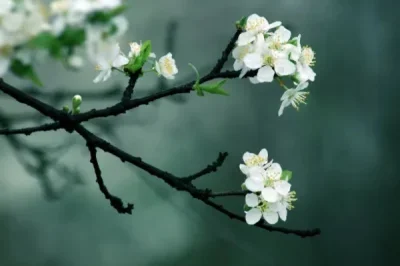 

WPL C24 Upgrade C24-1 1:16 RC Car 4WD Radio Control Off-Road Mini Car RTR KIT Rock Crawler Electric Buggy Moving Machine