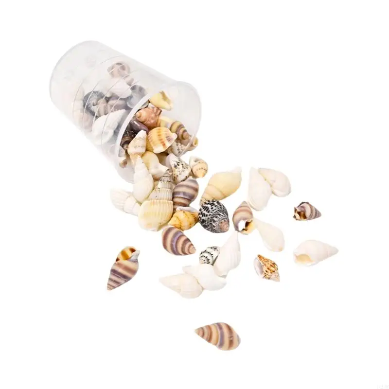 Shell Craft Collection Perfect for Crafts Home Decoration and Creative Projects