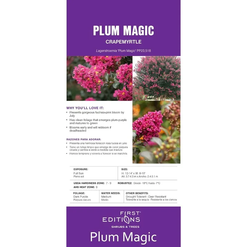 Plum Magic Crape Myrtle, 7 galon, Fuchsia mekar