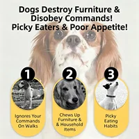 Beef Jerky Dog Treats, Premium Quality Raw Protein Warps for Dogs, Bite-Sized Training Treats & Food Topper, Cat Friendly 3