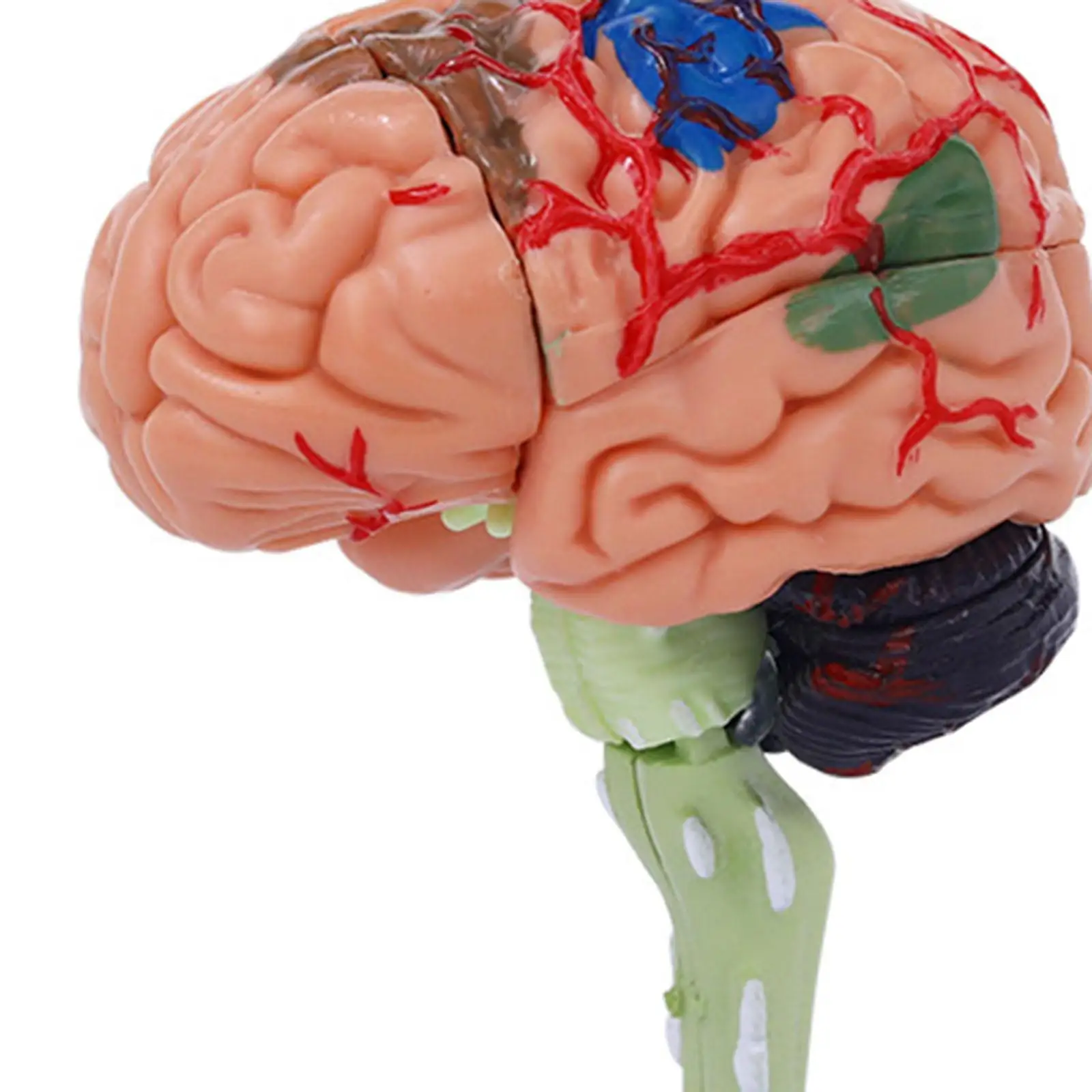 Estudo de anatomia do modelo de cérebro humano para identificar funções cerebrais 4D desmontado