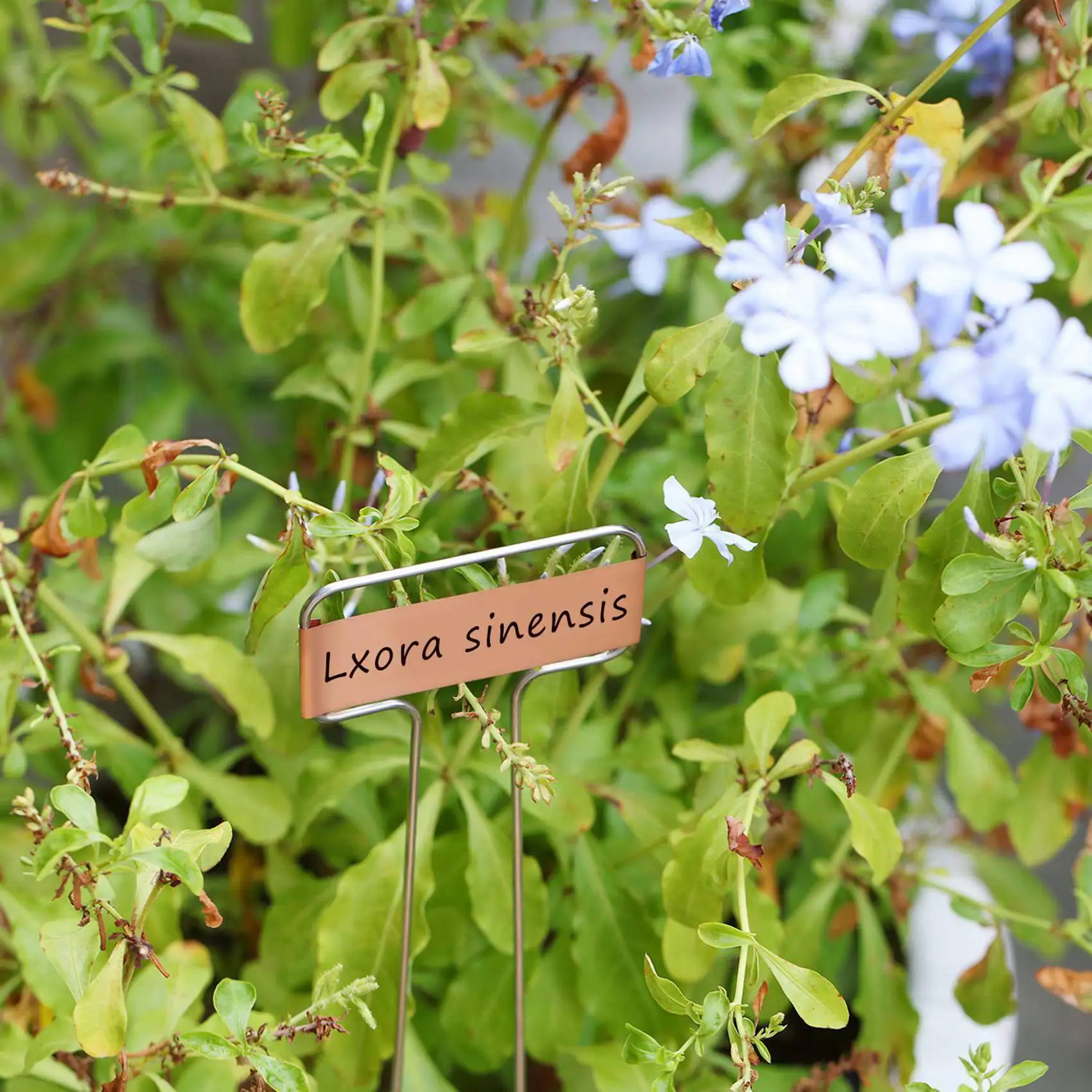 ABCA-60 Pack 10 Inch High Copper Plate Metal Plant Labels Garden Stake Tags Reusable Planting Gardening Markers