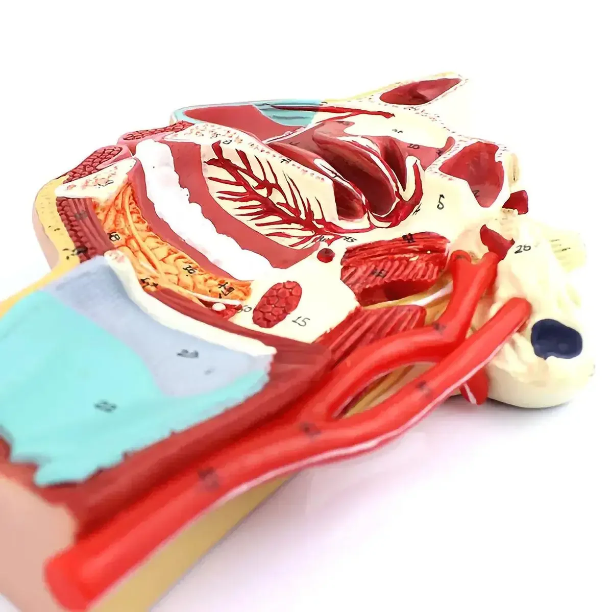 PVC Human Vascular Nerve in the Medial Surface of the Oral, Nose Throat Model Anatomical Models Teaching
