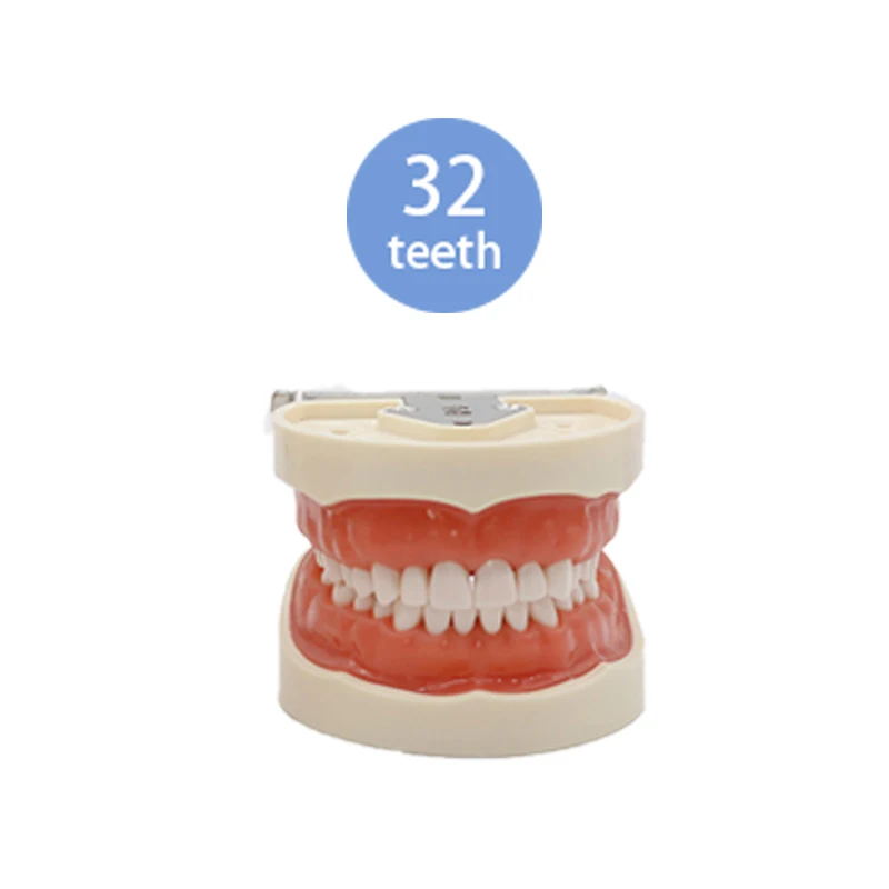 28/32 Teeth Model Dental Teaching Model Soft Gum Typodont Teeth Model Dentist Technician Practice Training Demonstration Model image 3