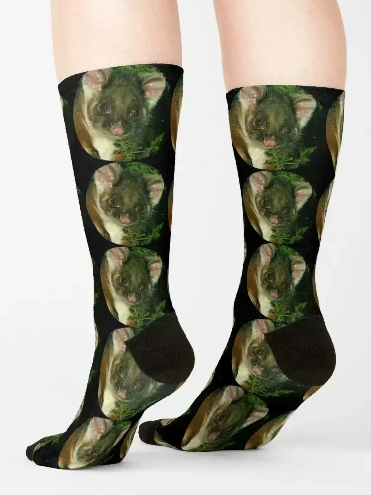 Ringtail Possum portrait Socks snow gifts Stockings christmas gift Socks For Women Men's