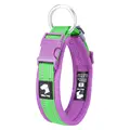 Green Purple Colloar
