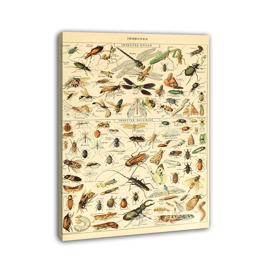 Insects Illustration Botanical Chart Framed Poster Print Home Decor Wall Art Painting Oil Canvas