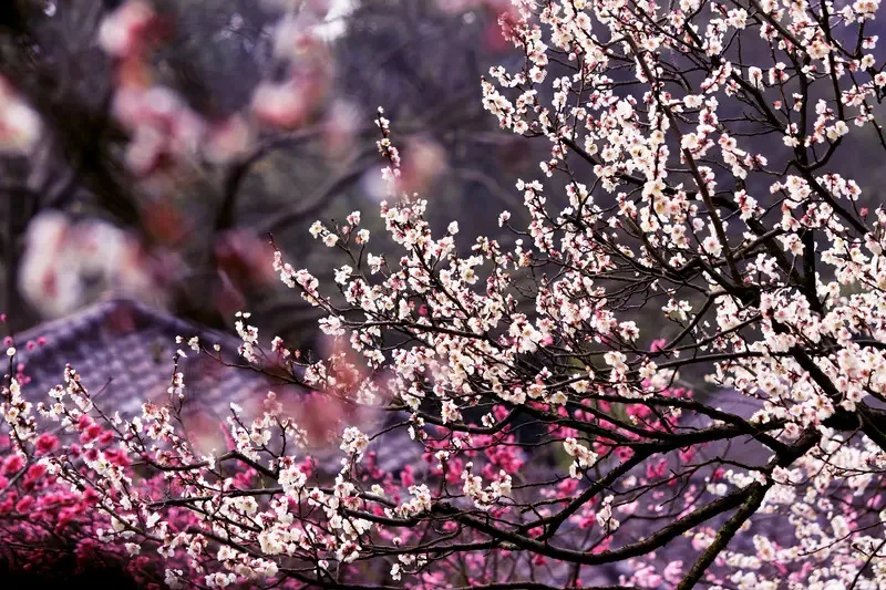 Iflight BOB57 O4 Fr…