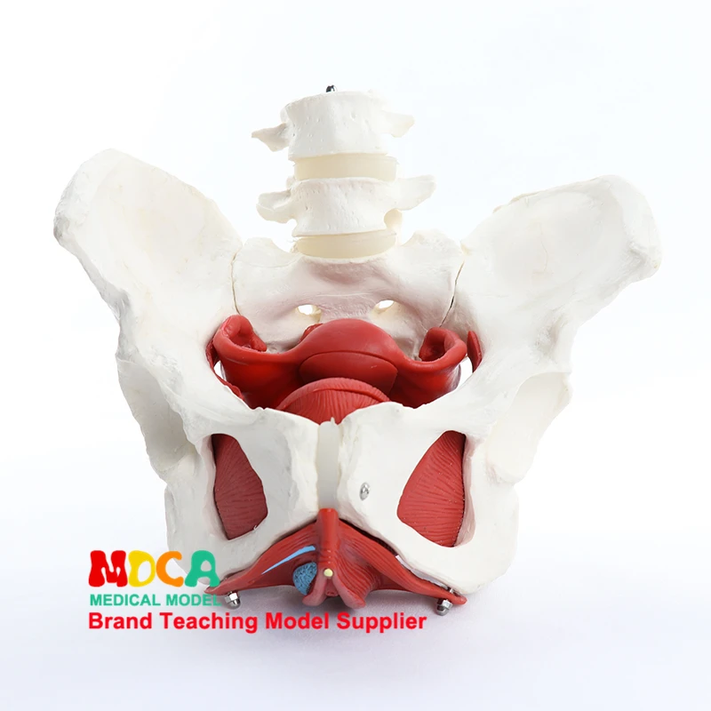 

Adult Female Pelvis with Muscle Organs Pelvic Floor Muscle Model Life Size PVC Teaching Anatomy Model Popular Science Appliances