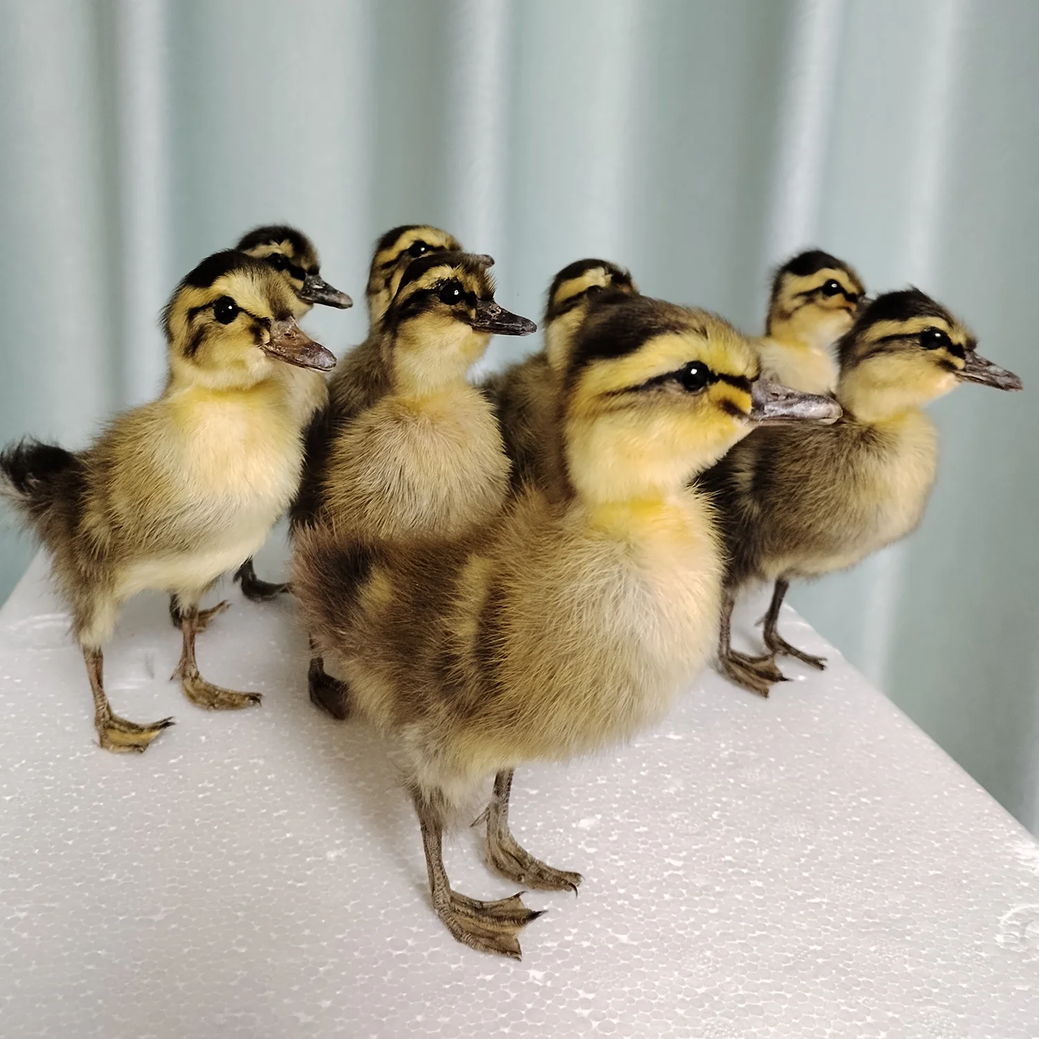 Taxidermy Stuffed Eurasian Duckling Specimens Handmade Duck for Education Authentic Realistic Stuffed Bird for Home Decor