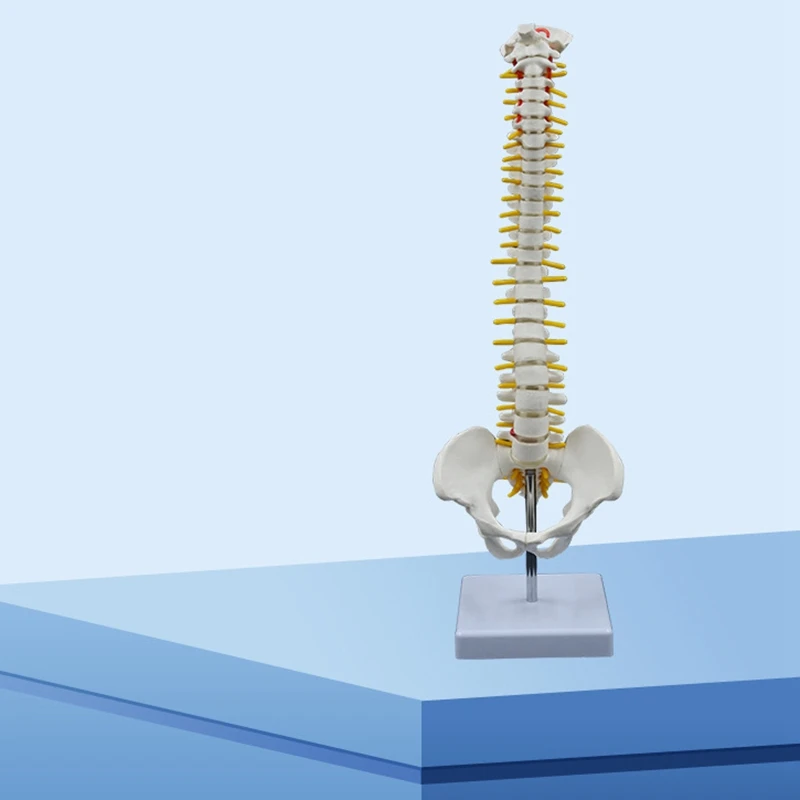 AF93-45CM Модель человеческого позвоночника с тазовой моделью Анатомическая анатомия человека Модель позвоночника Модель позвоночника + гибкая подставка