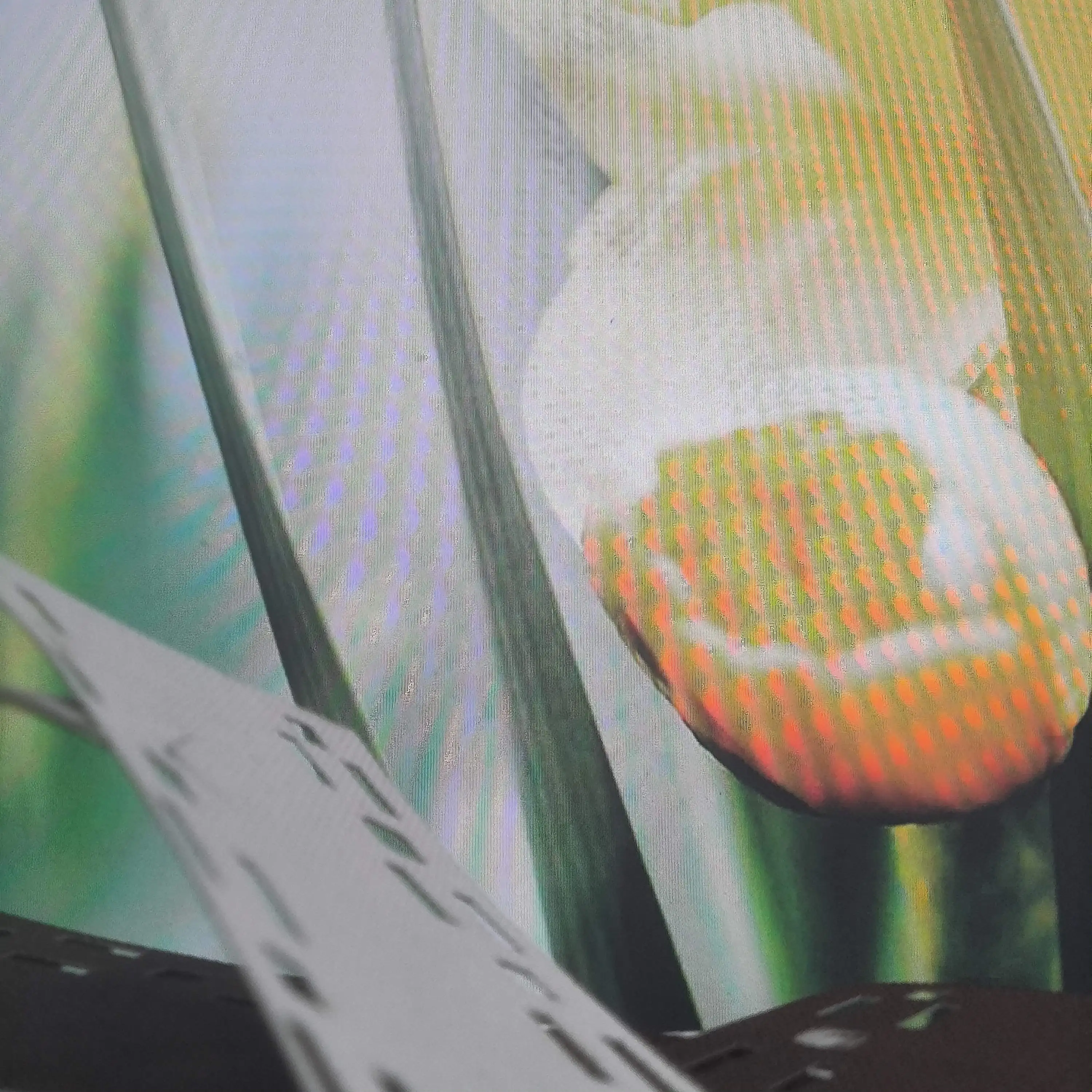 

50PC X Fuser Heat Cloth Fabric Oil Application Pad W/O Holder for Kyocera P2040 P2235 P2335 M2040 M2135 M2235 M2540 M2635 M2640