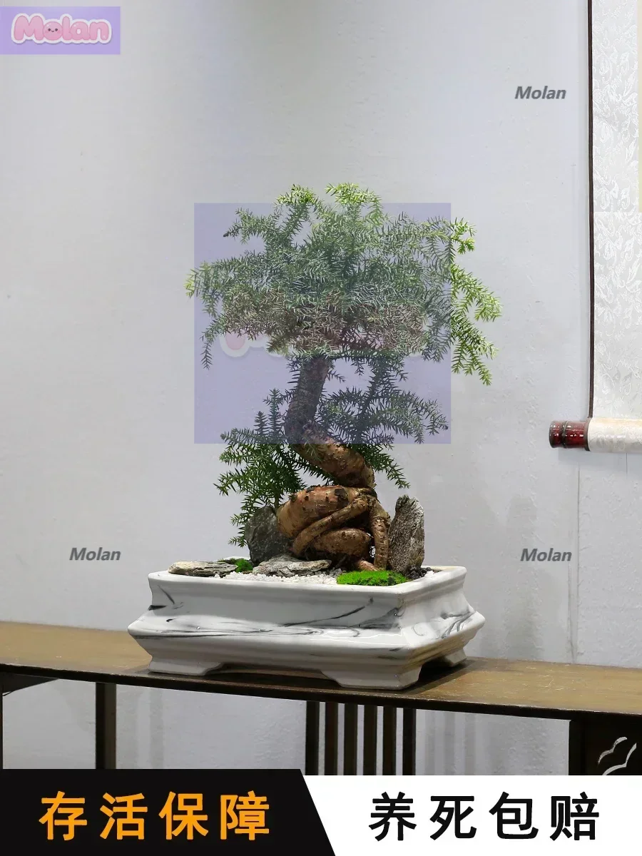

Australian fir bonsai old pile modeling plant indoor living room office green plant Araucaria non-old pine potted plant is easy