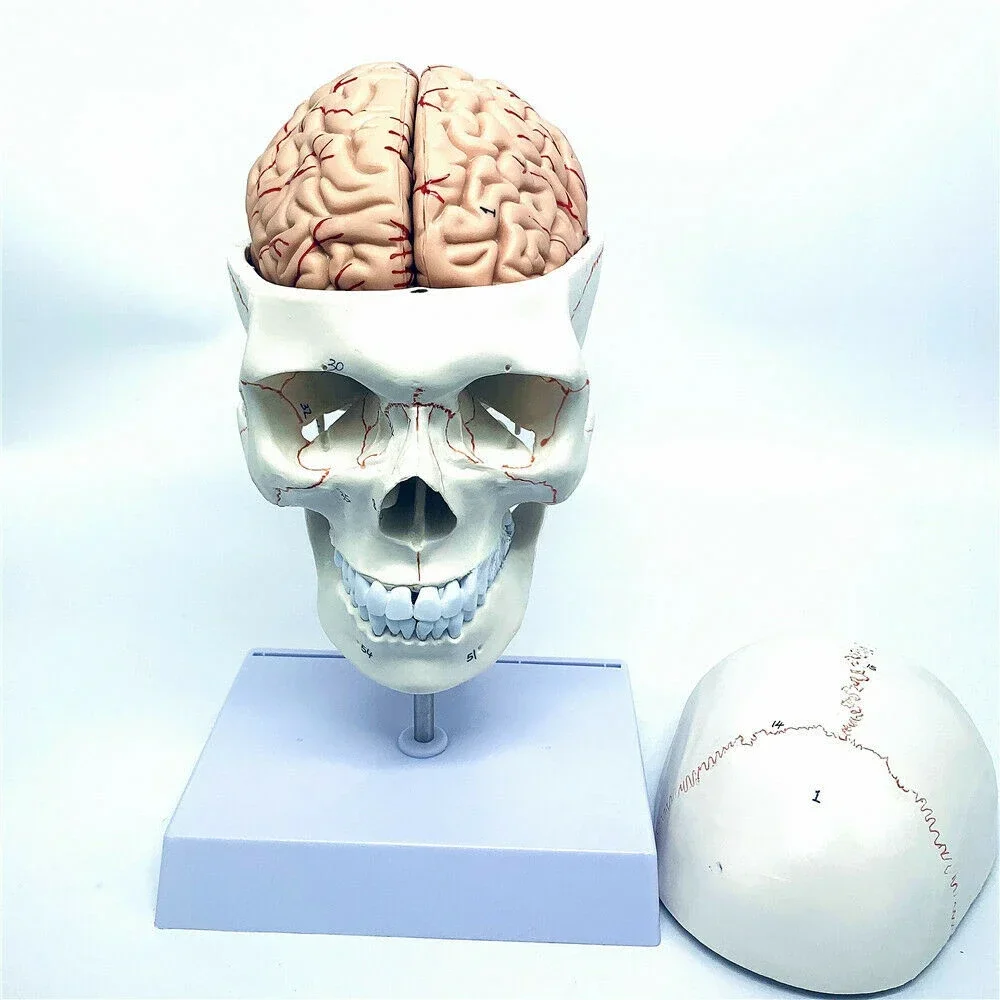 

1:1 skull brain anatomicals with cervicals spine skeletons model Removables brain anatomicals model