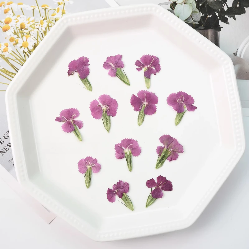 24 Stück/2–3 cm, Natur Nelke getrocknete Blume geprägte Akazie Pflaume echte Blume dekorative Fotorahmen DIY Epoxid Schmuck Blütenblatt Make-up – Detail 5