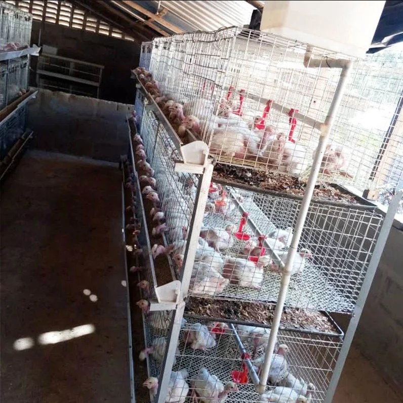 New Hot Sale Battery Layer Cage H Type for 10000 Broiler Chickens Durable Anti-Rust Save Space Easy Assembly
