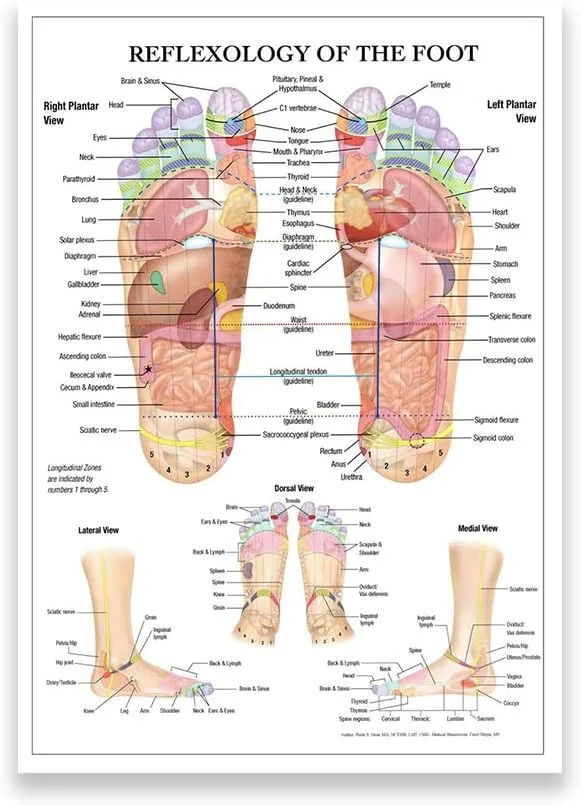 تدليك ريفلكسولوجي للقدم، مخطط الوخز بالإبر، التشريح، الفن، القماش، اللوحة، الملصق المطبوع، ديكور المنزل، التعليم الطبي