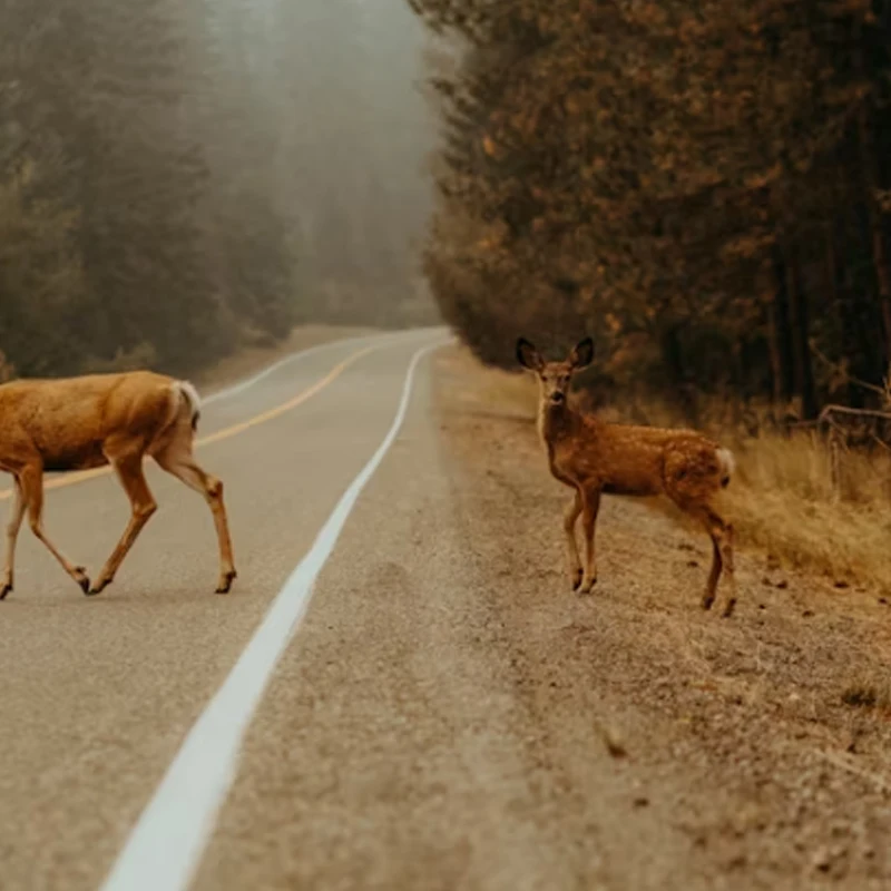 

Пульт дистанционного управления Holybro с поддержкой Wi-Fi/Bluetooth, совместимый с протоколом CAN Serial для PX4/ArduPilot, для радиоуправляемых моделей дронов и квадрокоптеров