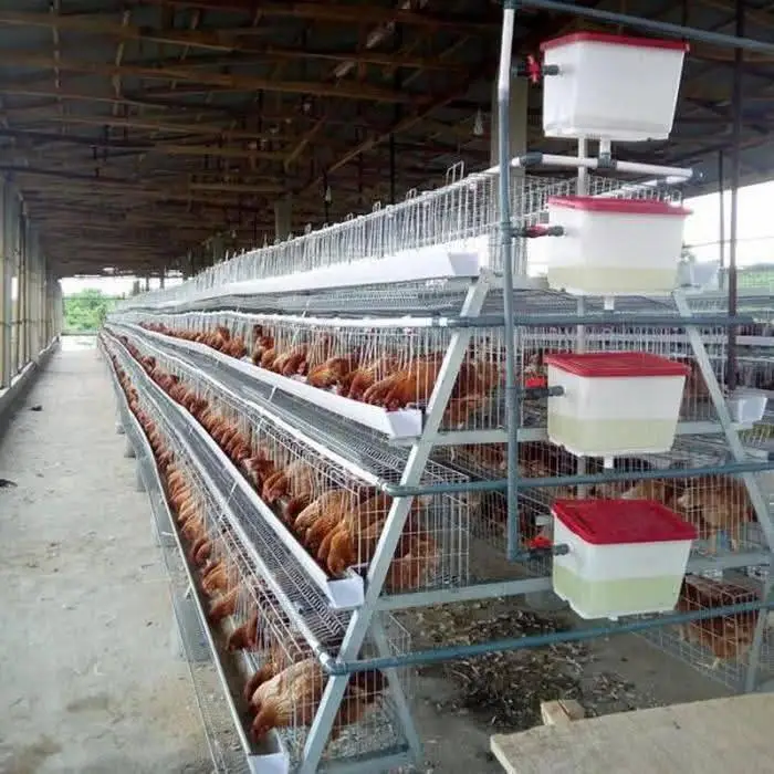 Uganda Manual Layer Cage System 120 Birds a Type Poultry Cage Equipment for Small Farm Egg Production Hot Dip Galvanized 3 Tier