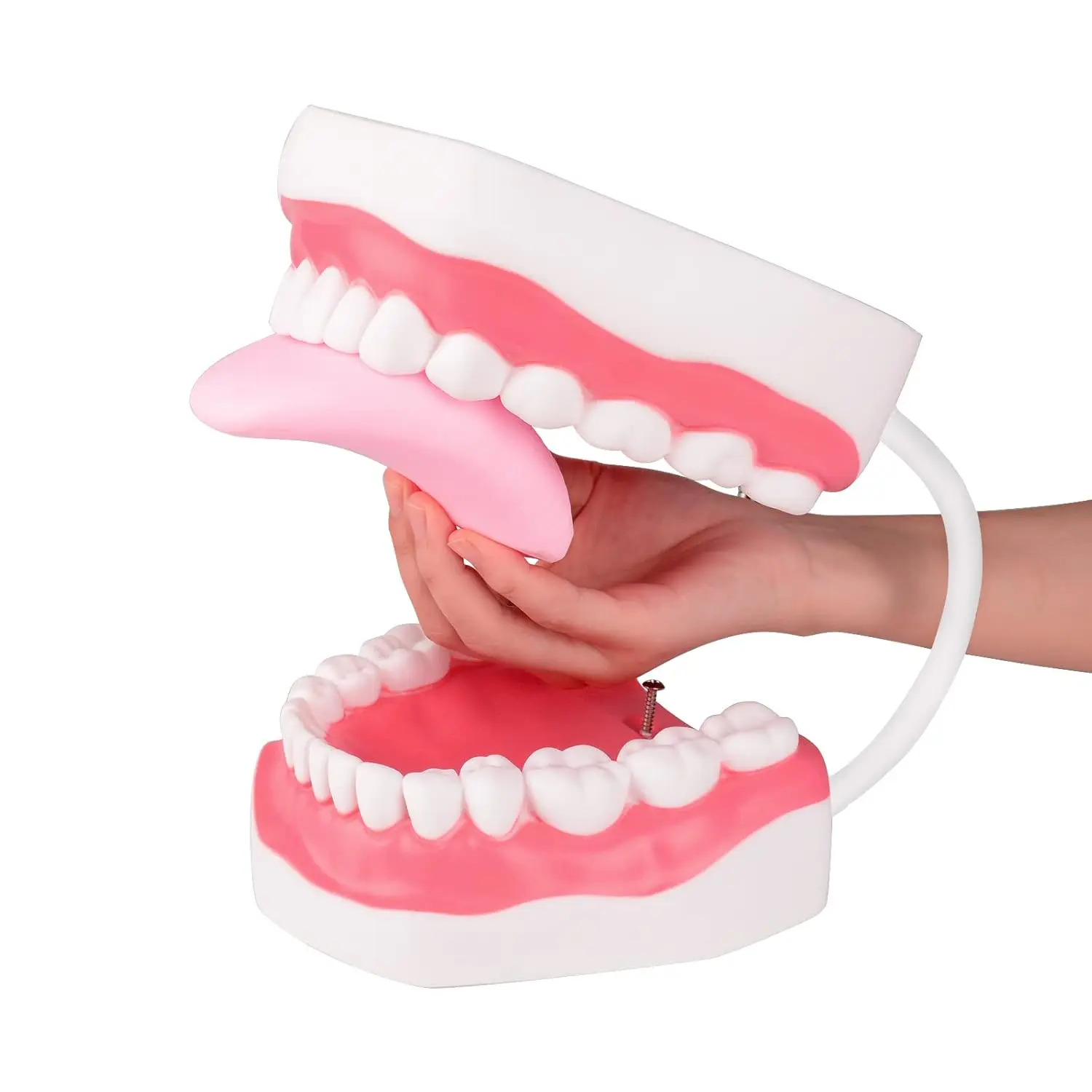 AG 1Pcs Pink Tooth Model 6x Model With Removable Tongue Large Toothbrush Oral Model For Dentist Brushing Teaching Demonstration