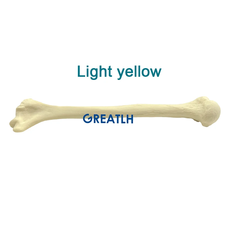 Modelo de hueso Humerus, modelo de práctica de perforación, carcasa Cortical de espuma, anatomía del hueso humano, modelo de hueso