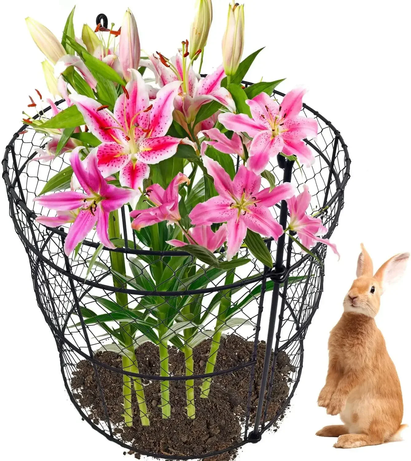 

6 Pack Garden Cloches for Plants, Chicken Wire Cloche, 14" D x 16" H Wire Plant Protector, Plant Protectors from Animals