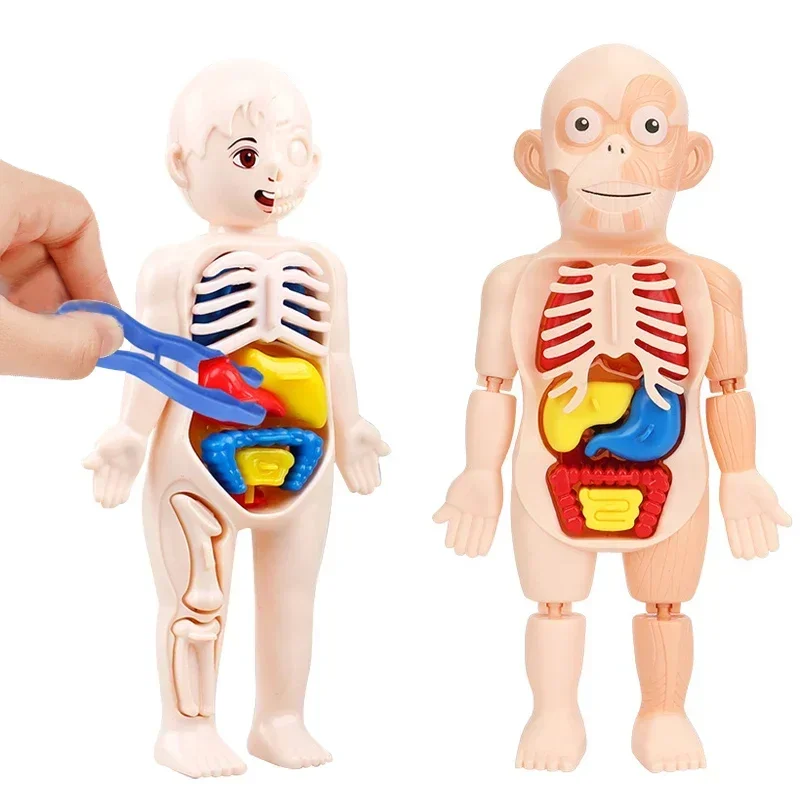 Menschlicher Körper DIY Montage 3D Puzzle Anatomie Modell Lehre Prozess Orgel Zusammengebautes Spielzeug Körper Orgel Bildung für Kinder