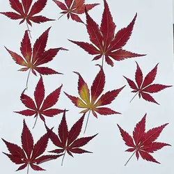 60pcs Pressed Dried Natural Red Maple Leaves Flower Plant Herbarium For Jewelry Bookmark Scrapbook Phone Case Candle DIY