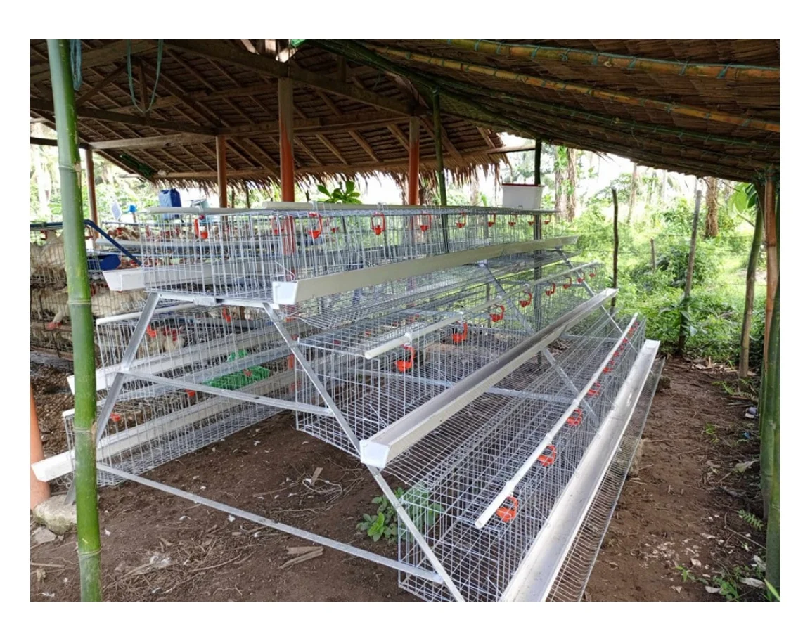China ANPING Type a Animal Feeding Cages Are Suitable for Poultry Farming