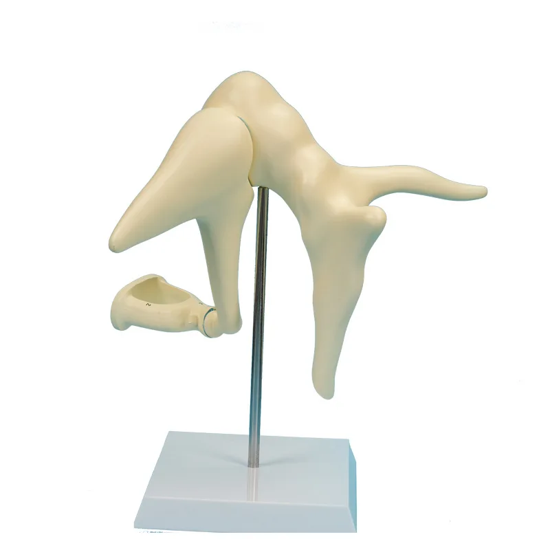 Audible ossicles enlarged anatomical model sensory system teaching model