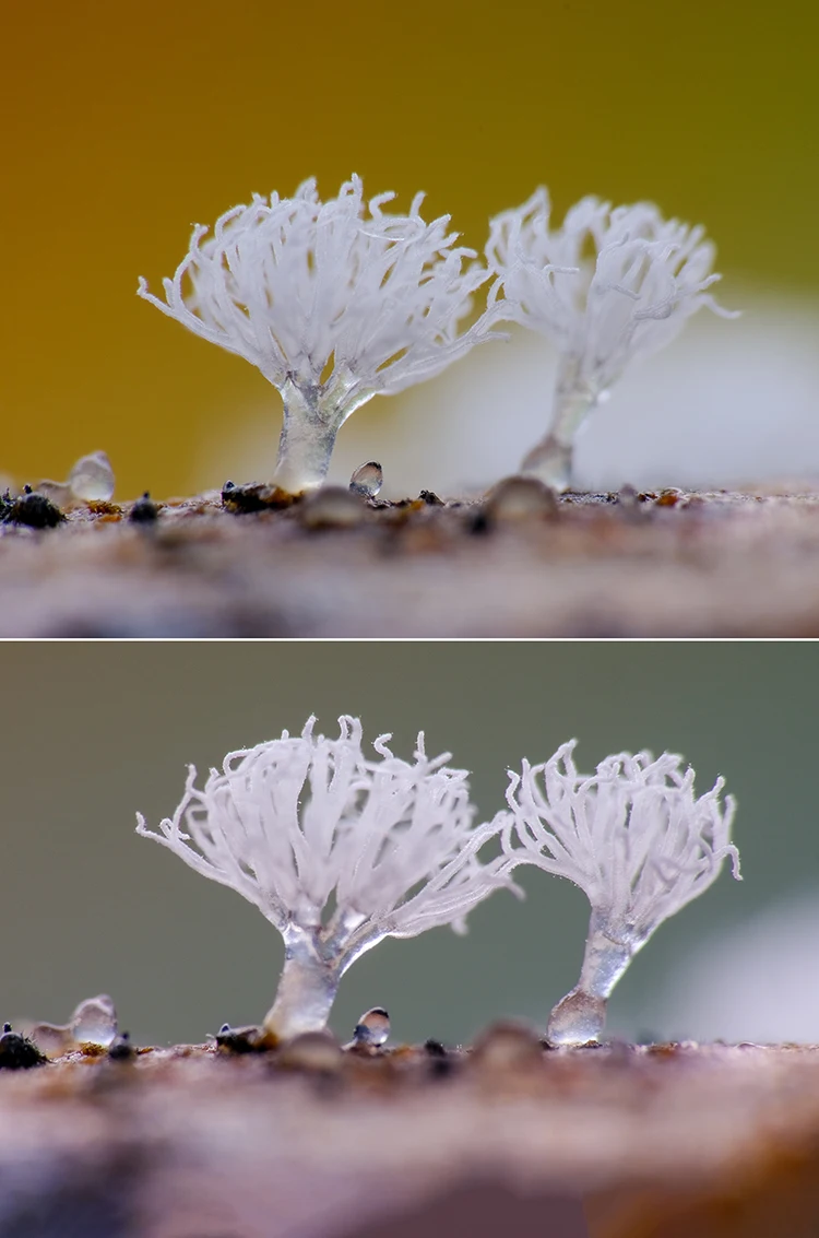 Colorful Macro Photography Background Card Double-side 12pcs, 24 colors Painting Card A4/A5 Size