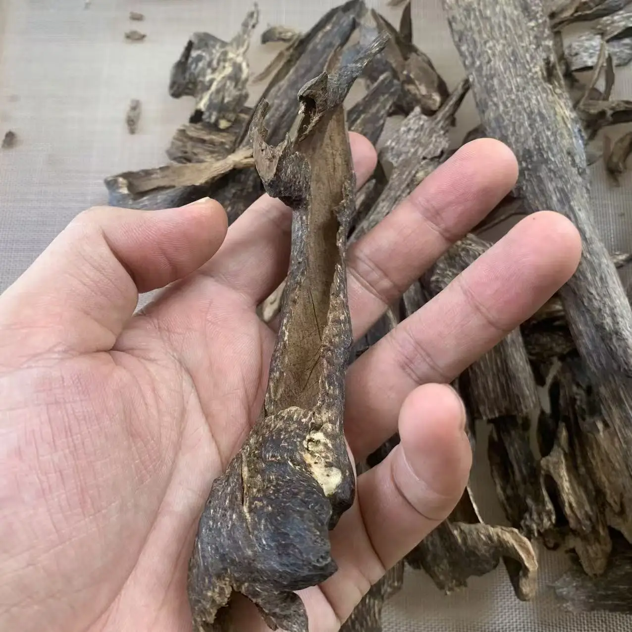 المحافظ الكمبودي النمل العود الكمبودي العربي عود بخور رائحة حلوة للغاية عند حرق