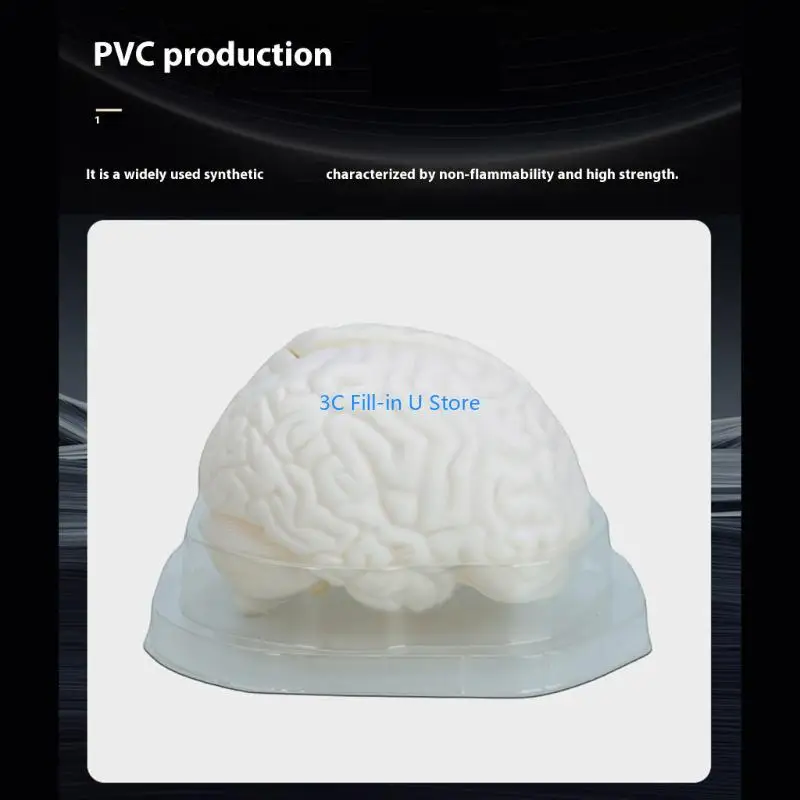 G8TA学生研究のためのディスプレイベースティーチングツールを備えた人間の脳解剖学的モデル