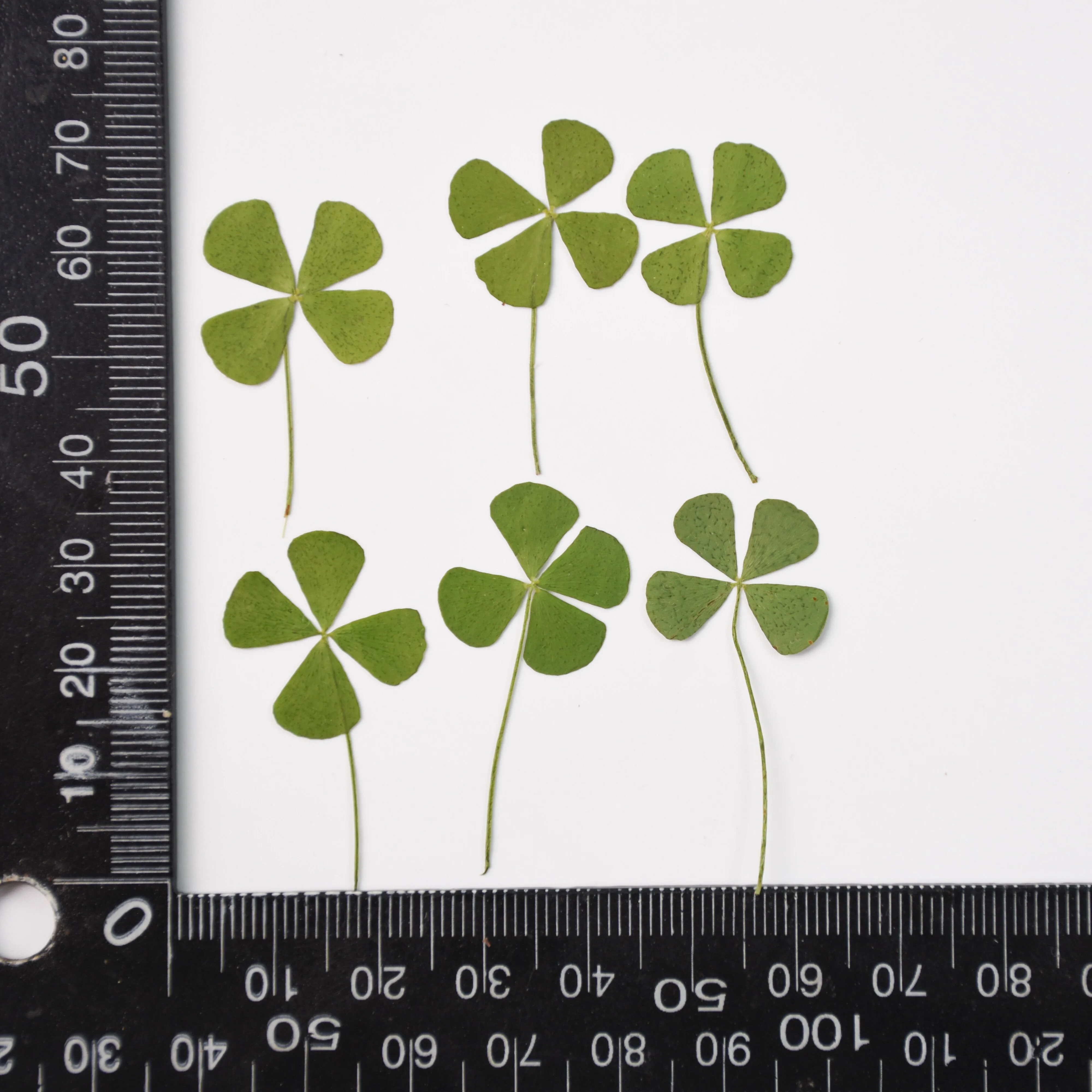 Four-leaf clover leaf specimens, lucky clover resin dried flowers, DIY handmade materials, natural flower pressed flower leaves
