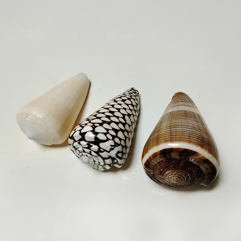 3 PC Assorted Large Cone Sea Shells Big Pretty Cone Conch for Home Decorations, DIY Crafts, Fish Tank and Shell Collectors