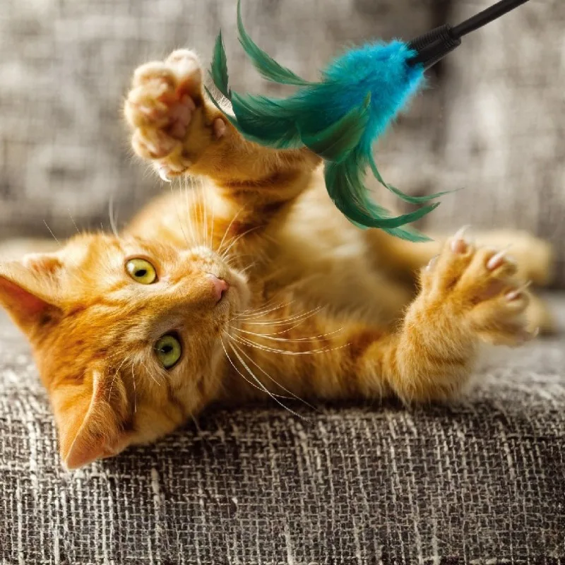 

Cat Toys Feather Wand Interactive High Elastic Stick Anti-Slip Handle Long Plush Ball Blue Feather Teaser for Kitten Chasing