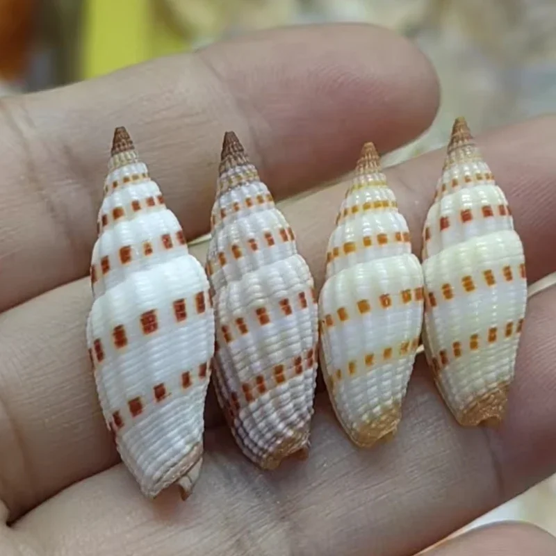 Natural Sea Shells Conch 2.5-3cm Marine Style Seashell Decor Beach Craft Aquarium Fish Tank Embellishment