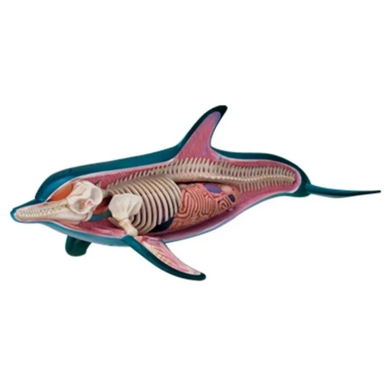 4D Vision Dolphin Organ Anatomy Model Animal Puzzle Toys for Kids and Medical Students Veterinary Teaching Model