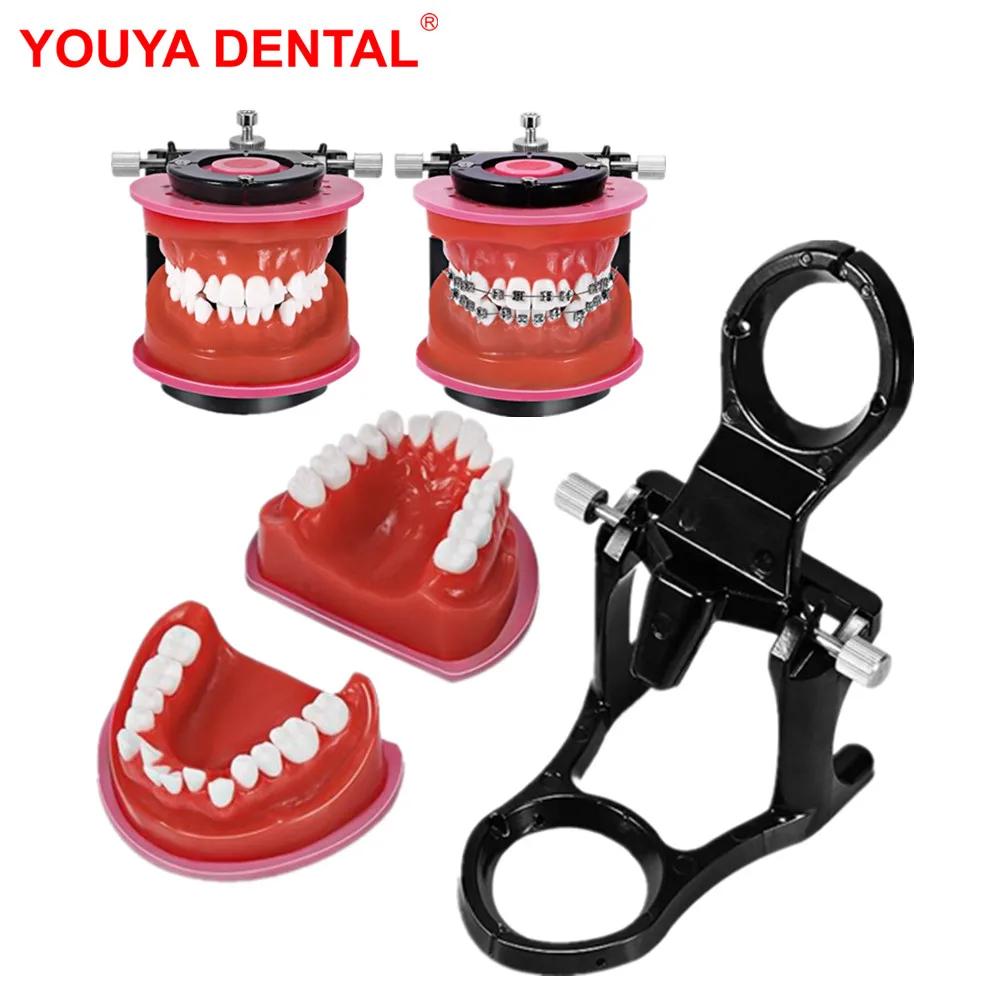 

Orthodontic Model Traning Practice Teeth Model For Dental Students Dentist Dental Orthodontic Treament Model Standard Typodont