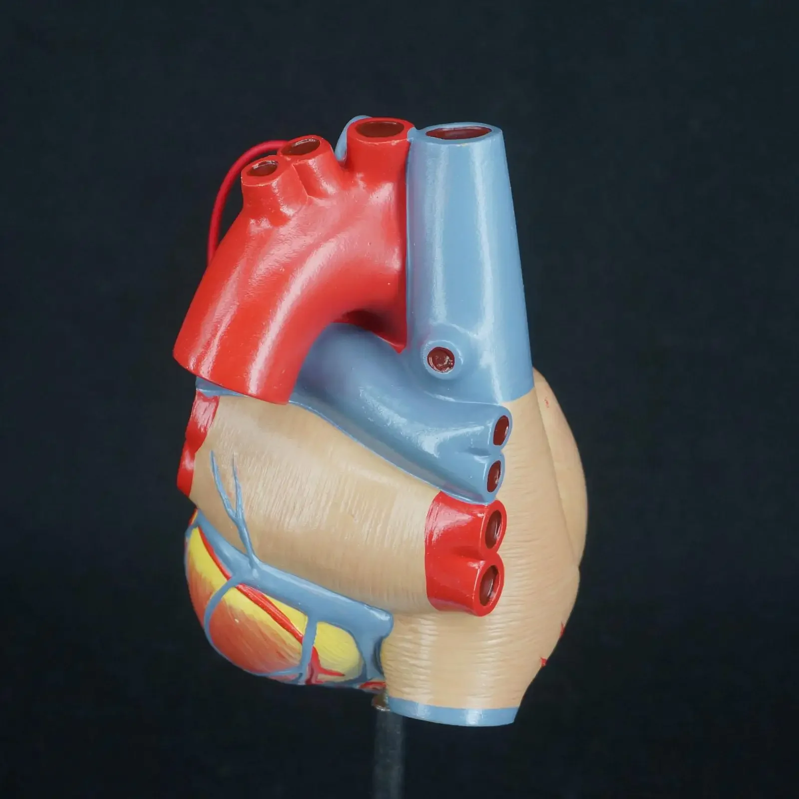 Scientific Heart with Bypass Life Size Anatomical Model Anatomy Teaching Resources