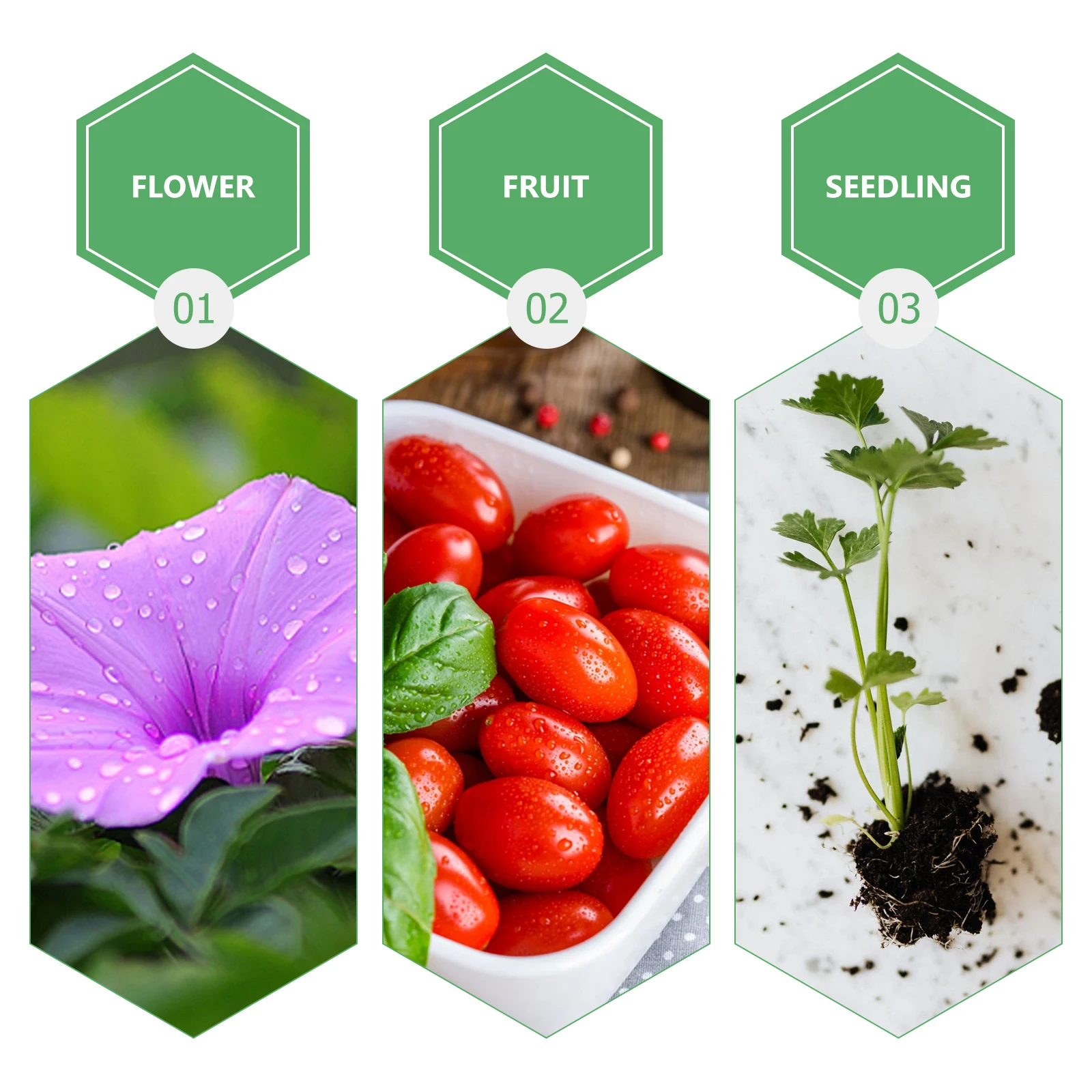 

50pcs Hydroponic Soilless Cultivation Round Holes Cross Design Vegetable Seedling Pots Fruit Tree Fixing